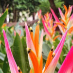 Botanischer Garten von Belize