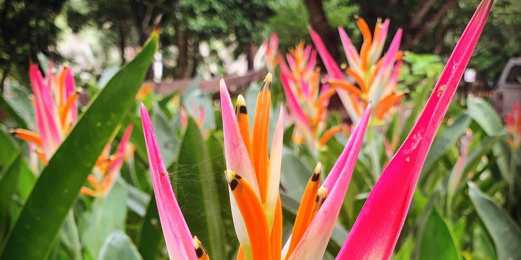 Jardines Botánicos de Belice