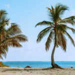 palmeiras numa praia em Ambergris Caye, Belize