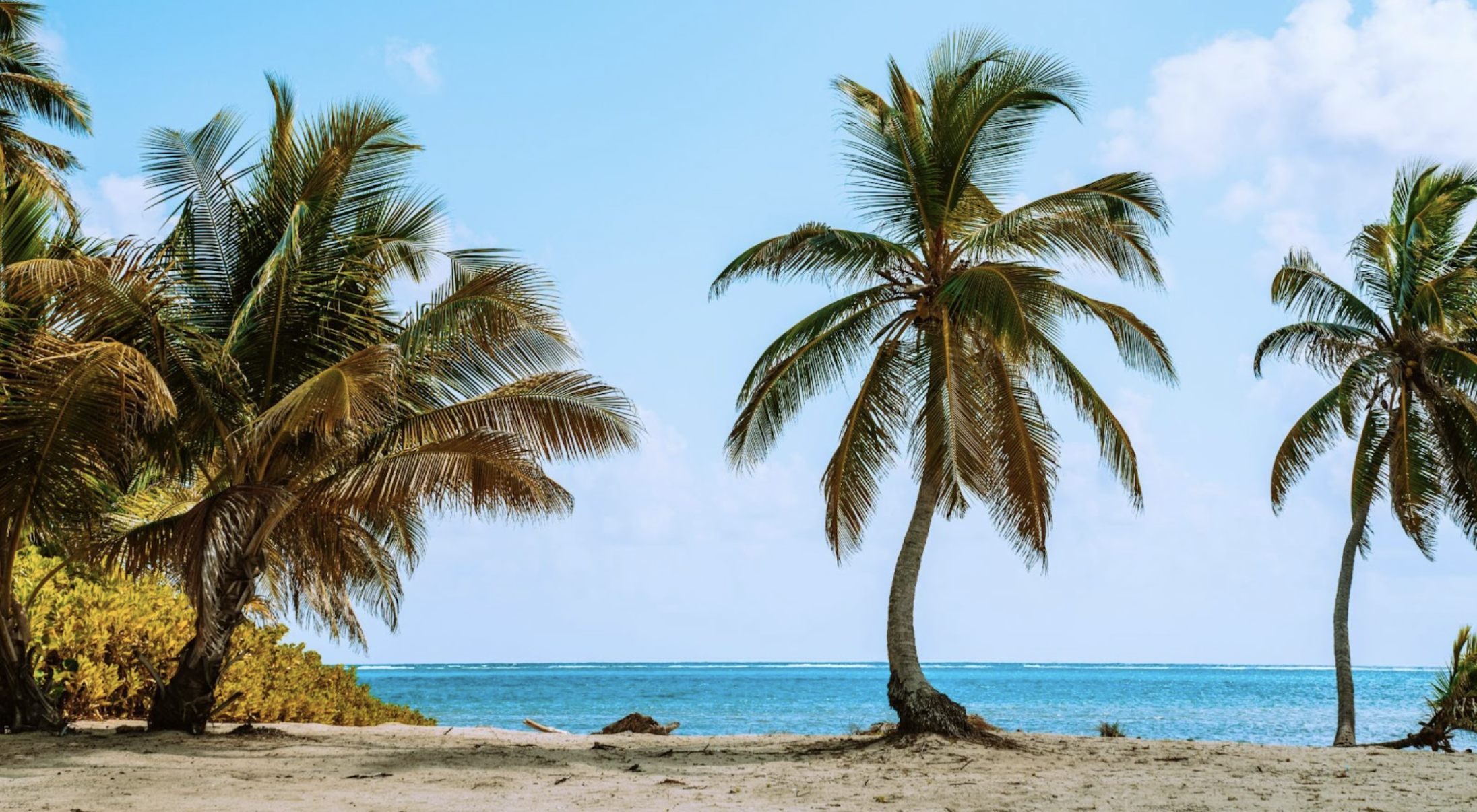 des palmiers sur une plage d'Ambergris Caye, au Belize