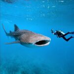 Les requins-baleines au Belize