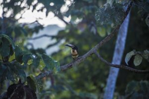 Aracari | 7 animaux insolites dont vous ignoriez l'existence au Belize