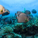 貝里斯最佳潛水勝地 | 1