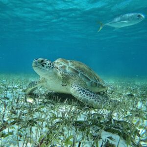 La barrière de corail du Belize retirée de la liste du patrimoine mondial en péril de l'UNESCO | 2