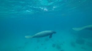 La barrière de corail du Belize retirée de la liste du patrimoine mondial en péril de l'UNESCO | 3