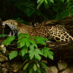 Cruzeiro em Belize 1