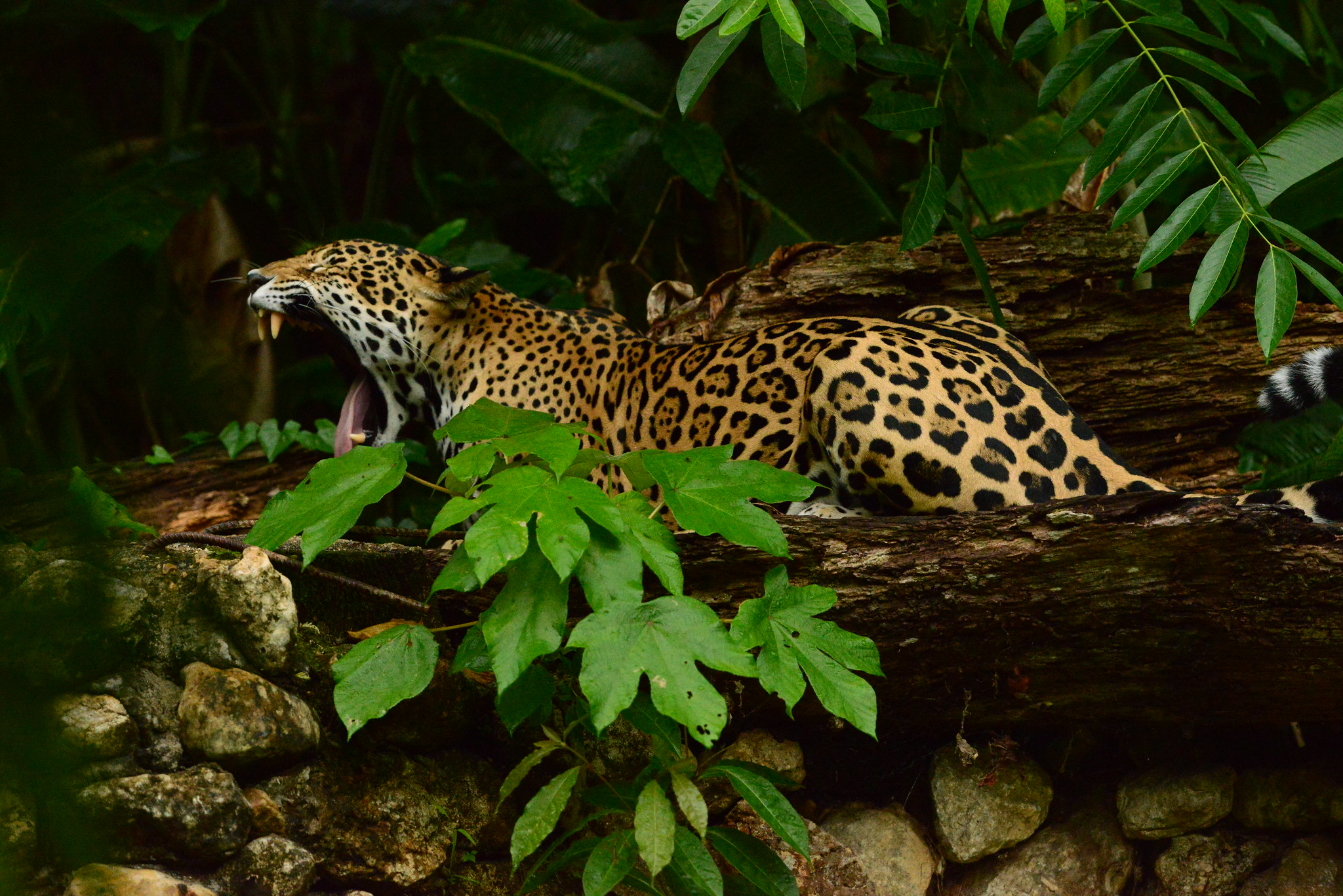 Cruzeiro em Belize 1
