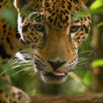 8 einzigartige Naturerlebnisse in Belize