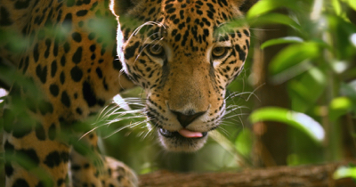 8 種獨特的貝里斯野生動物體驗
