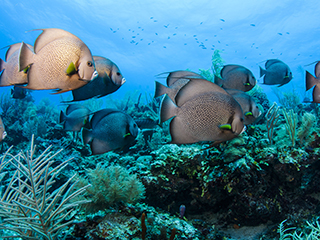 Peces tropicales nadando en el atolón de Turneffe