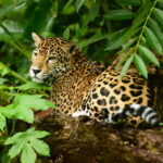 8 coisas incríveis (mas verdadeiras) sobre Belize  1