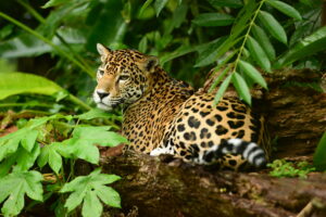 8 種獨特的貝里斯野生動物體驗  2