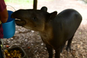 Tapir | 7 animaux insolites dont vous ignoriez l'existence au Belize