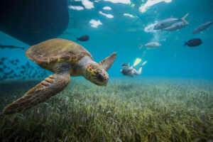 6 個非凱科島（Caye Caulker）或安伯格里斯島（Ambergris Caye）的島嶼 | 2