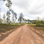 Mountain Pine Ridge, Belize | Locais para manter o distanciamento social