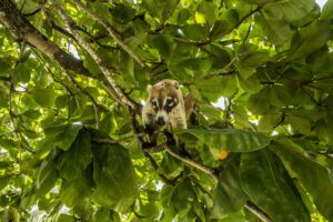 Les coatis | 7 animaux insolites dont vous ignoriez l'existence au Belize