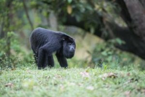 9 Orte in Belize für Tierfreunde: Paviane