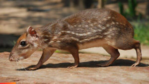 Le gibnut, le rat royal | 7 animaux insolites dont vous ignoriez l'existence au Belize