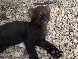 Jaguarundi | 7 animaux insolites dont vous ignoriez l'existence au Belize
