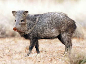Peccary | 7 animaux insolites dont vous ignoriez l'existence au Belize