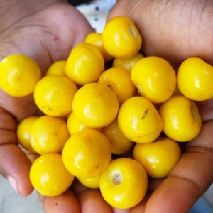 6 frutas locales para disfrutar durante el verano en Belice
