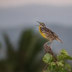 Belize Birding Festival