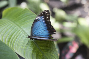 Butterfly Farm