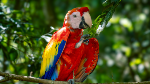 Scarlet Macaw eating