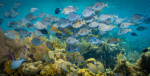 Plongez au cœur des merveilles du Belize - bancs de poissons