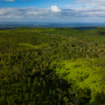 5 activités passionnantes pour découvrir la forêt tropicale du Belize