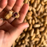 Sustainable Belize Ecotours