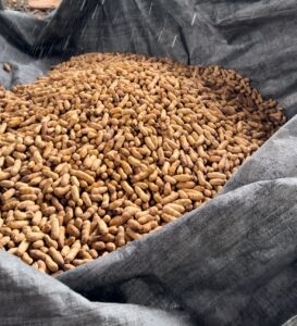 La cosecha de cacahuetes en San Antonio, Belice