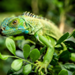 5-Day Animal Lover Belize Itinerary
