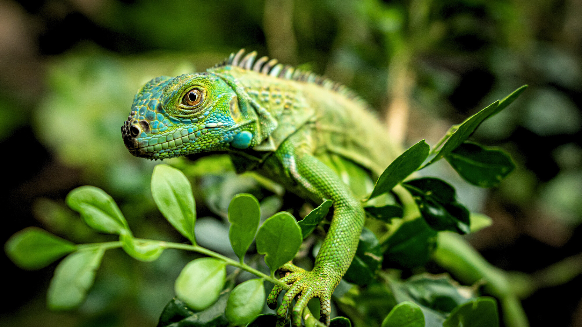 Itinerário de 5 dias em Belize para os amantes dos animais
