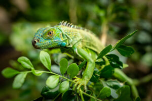 Reiseroute für Tierfreunde in Belize – Projekt zum Schutz der Grünen Leguane