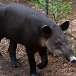 Feliz Dia Mundial do Tapir: Conheça o animal símbolo de Belize