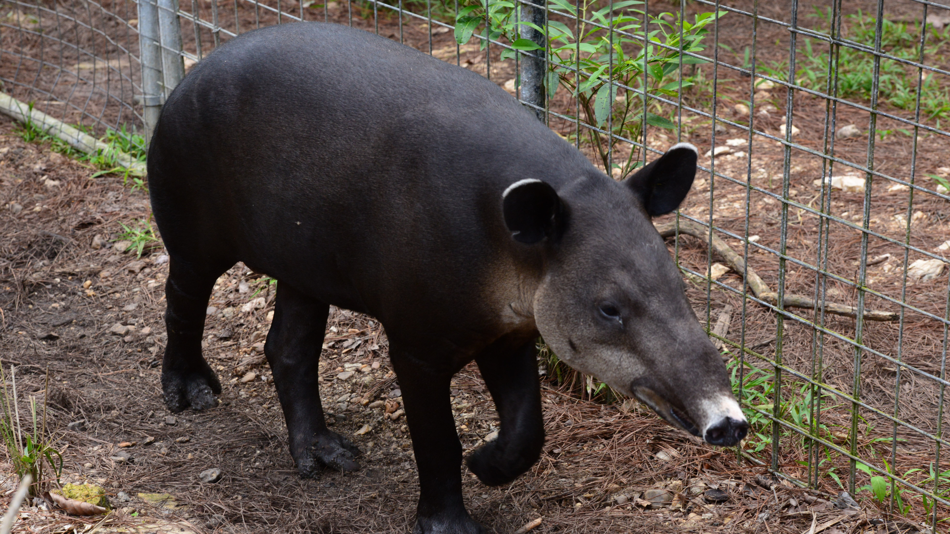 Bonne Journée mondiale du tapir : découvrez l'animal emblématique du Belize