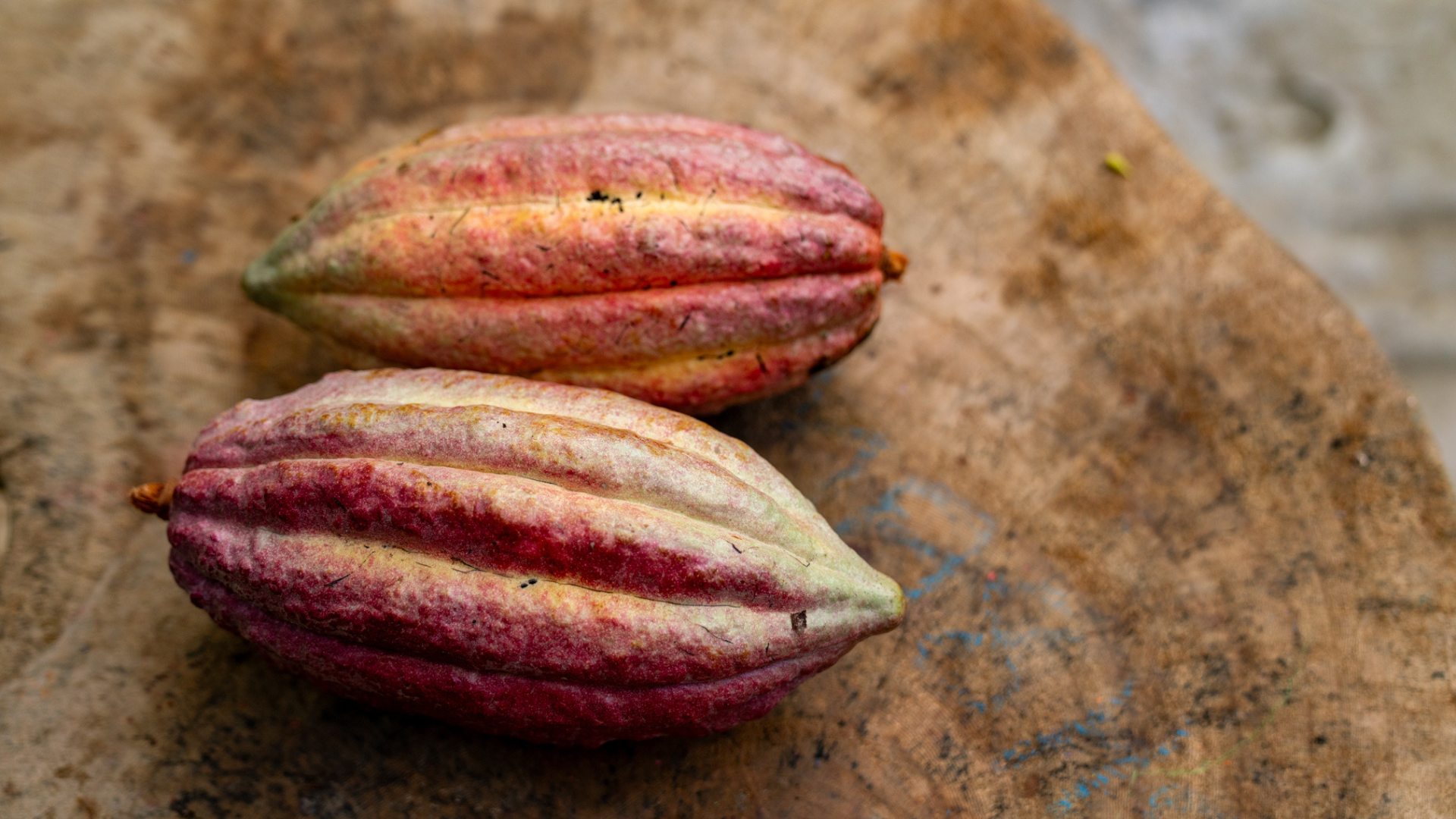 Experimente o legado do cacau em Belize