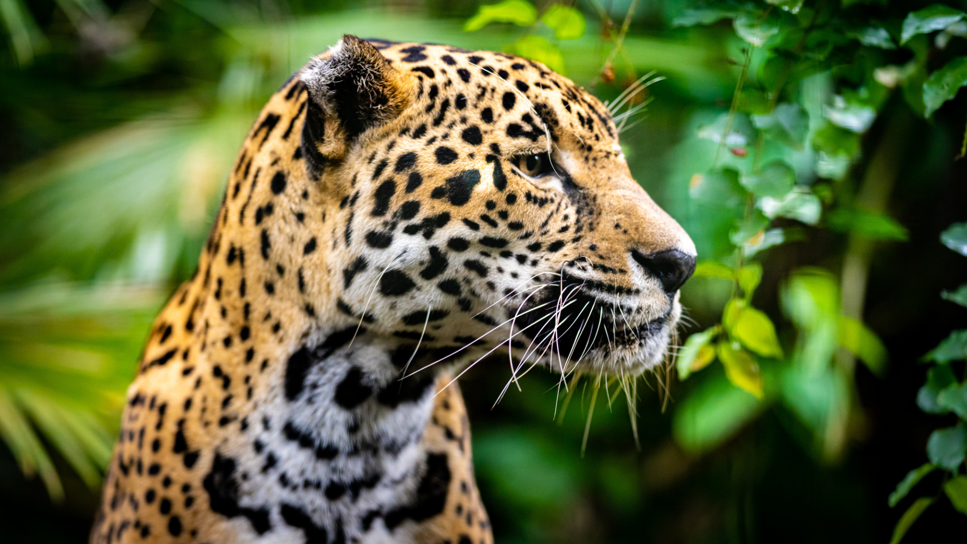 What are the Best Places to Experience Wildlife in Belize