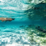 Eco-friendly snorkeling at the Belize Barrier Reef supporting marine biodiversity and coral reef protection