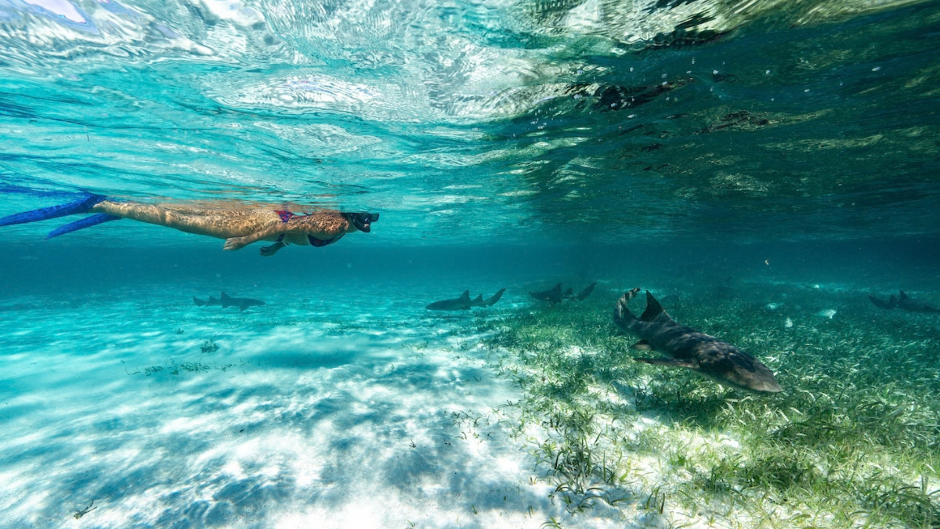 Eco-friendly snorkeling at the Belize Barrier Reef supporting marine biodiversity and coral reef protection