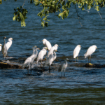Egrets congregating on the coast waiting for their meal