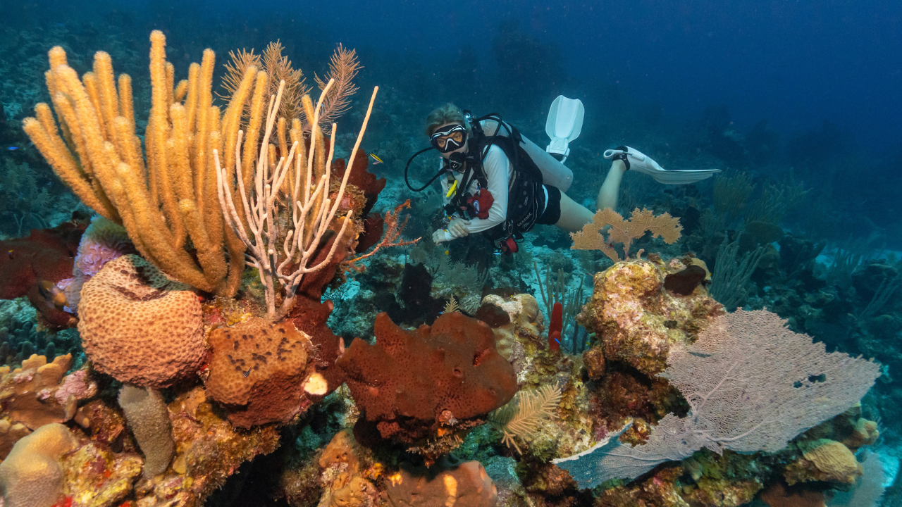 Diver observing coral formations